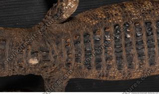 Photo Textures of Crocodil Skin